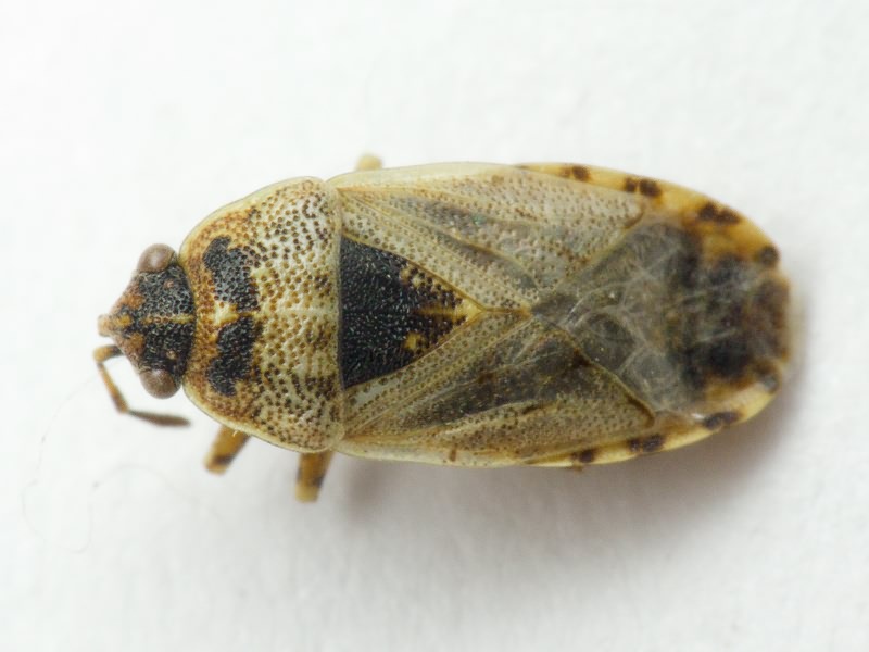 Platyplax salviae (Schilling, 1829)